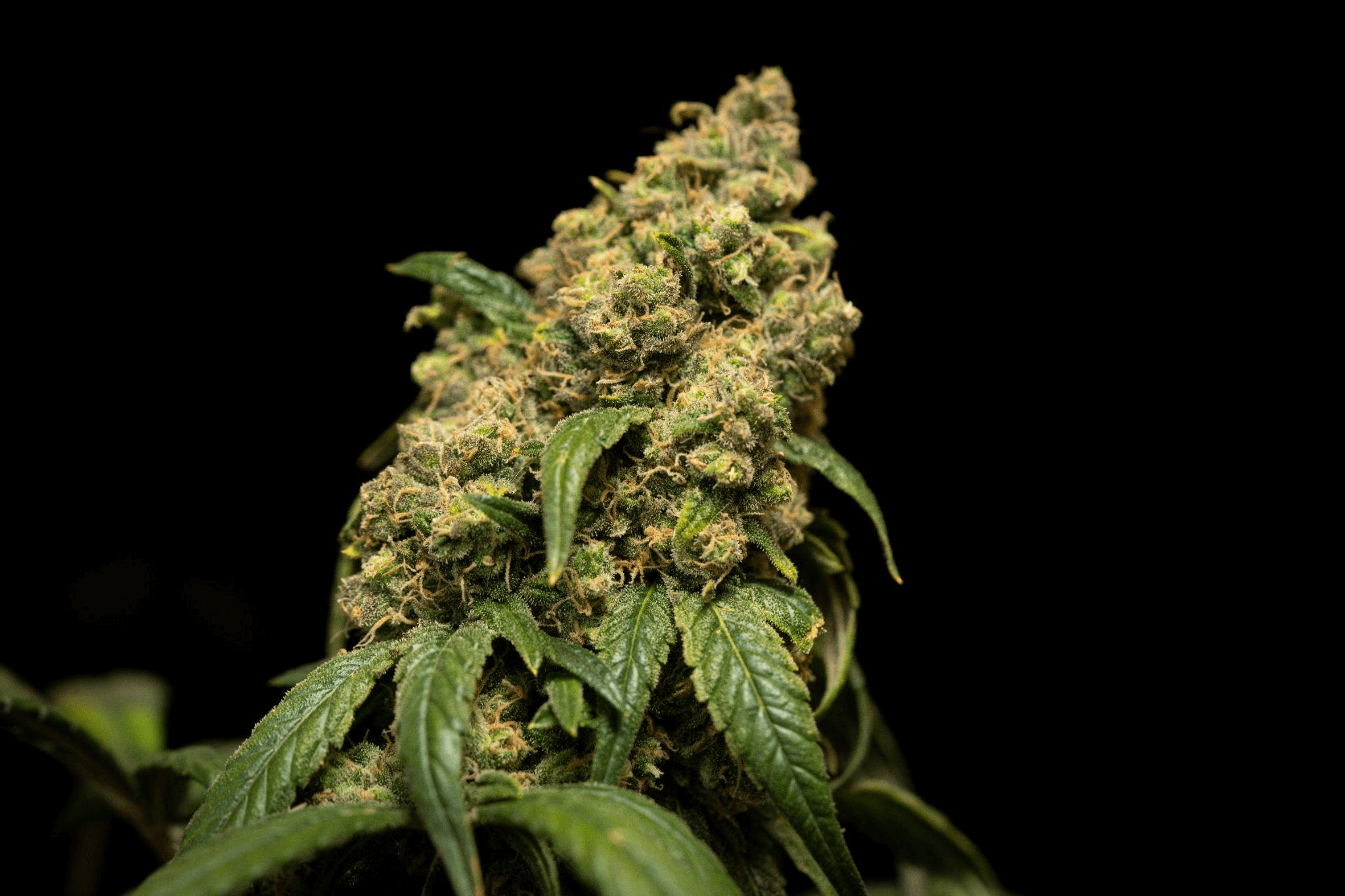 Bud Rot