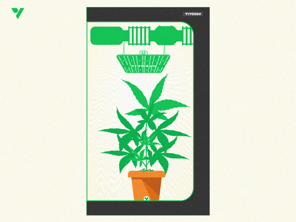 Plant Health